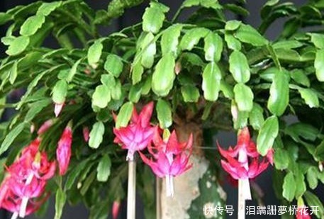 小技巧|家养蟹爪兰习惯性不开花学会这三个小技巧,轻松爆出大花球