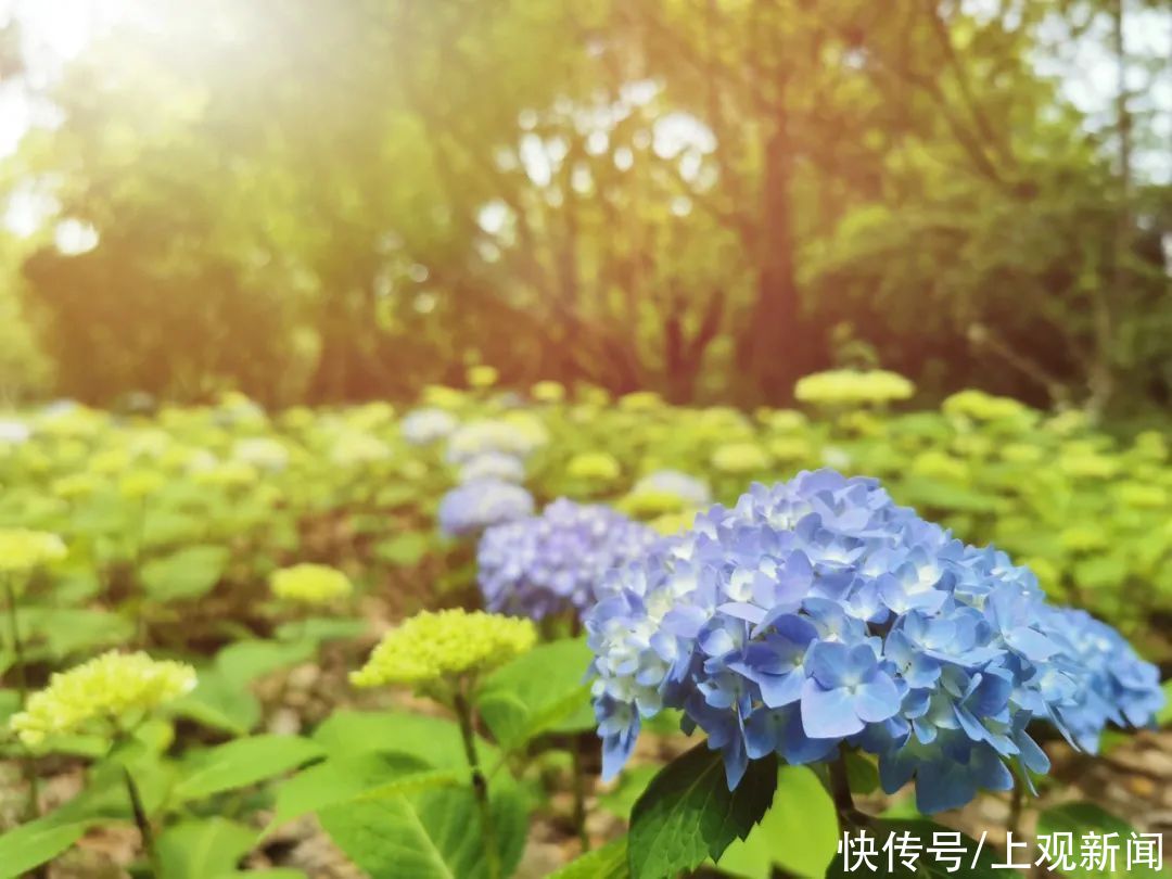 八仙花初开，上海滨江森林公园花海盛宴即将开启