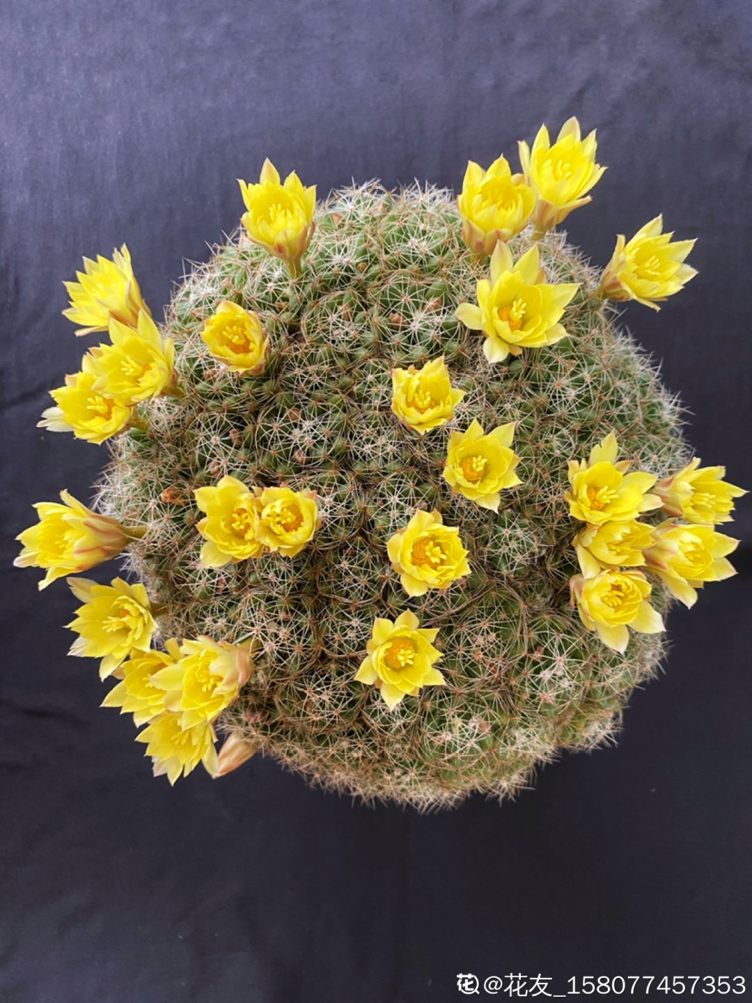 棒棒糖|从养花大神家，偷来3个爆花技巧，快学，24小时后删