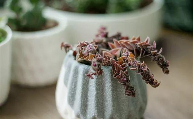 多肉越养越小,干瘪干枯看这里就知道了,这么做还“有救”