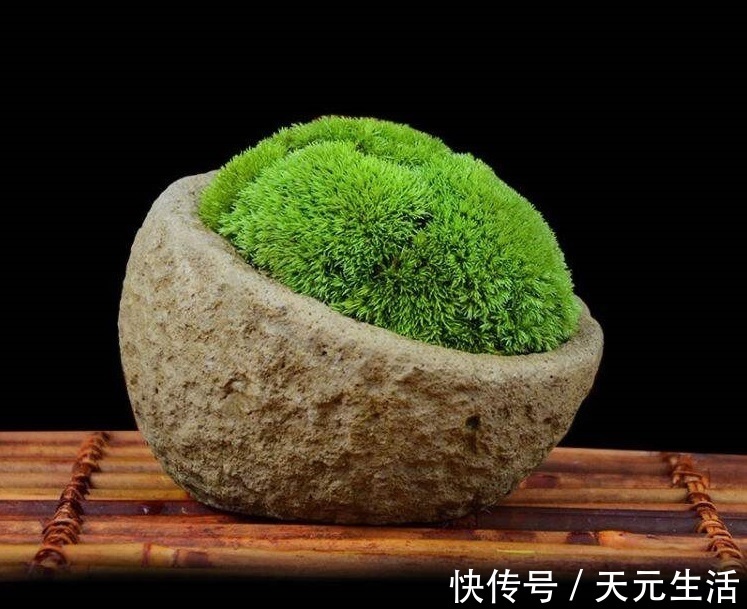 花友|花1分钟“挖青苔”，2周养成“微景观”，花友小盆景！