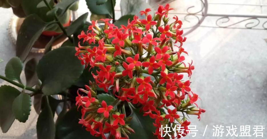 阳台上|从这4个层面入手管理长寿花，盆栽不易生病虫害，反而开花爆盆