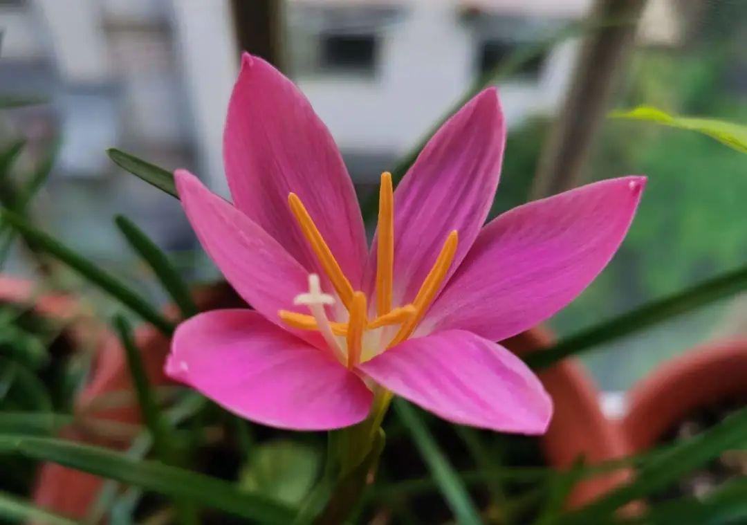 准备好,这花下个月要开,赶紧施肥、催花