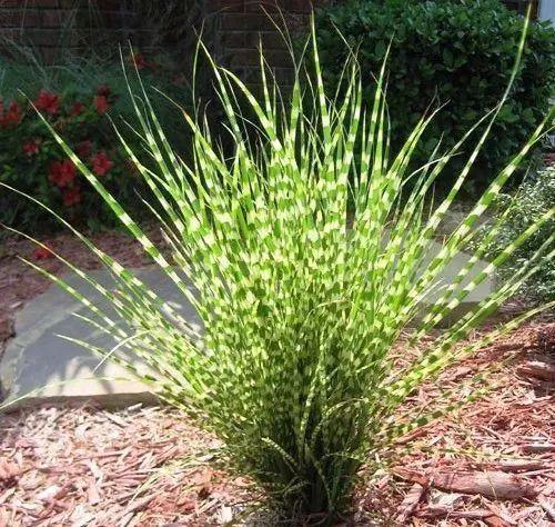 太美了这些草比花还漂亮,第一种就迷倒很多人