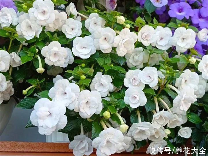 绿萝|家里别只养绿萝，15种精致耐阴花，光照不好也能长很美