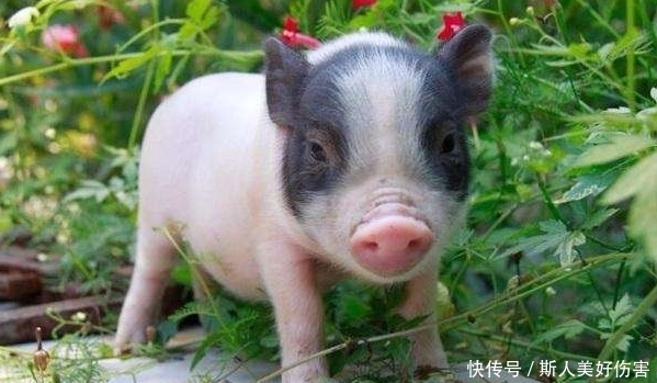 生肖猪:2月要遇到2大贵人,能帮你渡过难关,