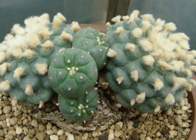 三种多肉植物不要养了，毒性很强大，特别家里有小孩