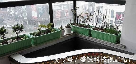 鱼池|偷偷在阳台砖砌鱼池, 邻居来玩, 去物业把我投诉了