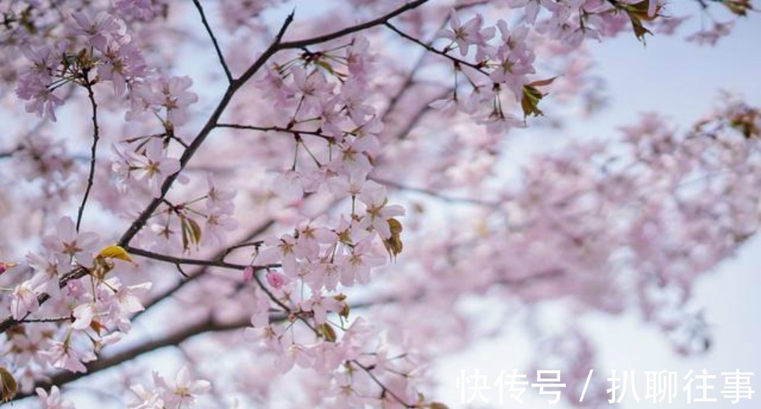 宋神宗!洗尽铅华的王安石回到江宁,写下的这首《钟山晚步》,意境高远