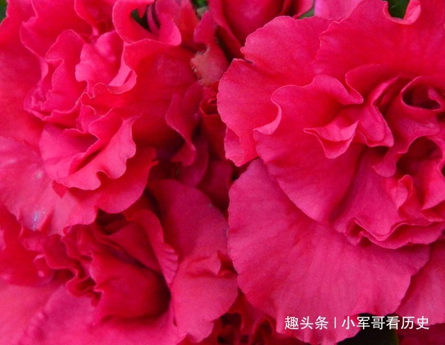 此花是中国十大名花之一，满山鲜艳，像彩霞绕林，寓意生活的美好