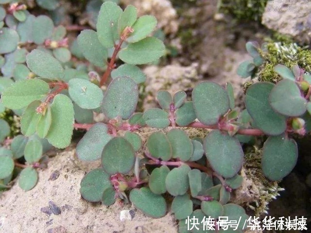 神药|农村墙角一野草，又叫“血见愁”，是一味“止血神药”，你认识吗