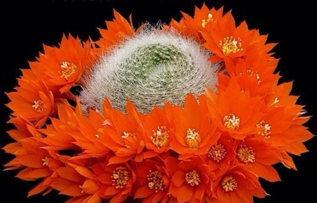 管理仙人球,三个季节的肥水供应很重要,肥水跟上了,开花不断