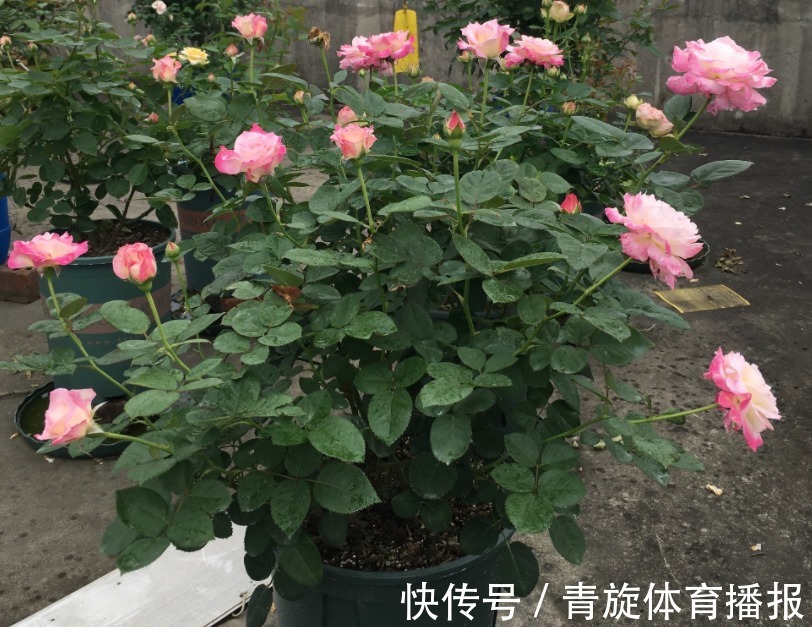 浓香高颜值月季，六翼天使，阳台盆栽抓住4点，分支多开花勤