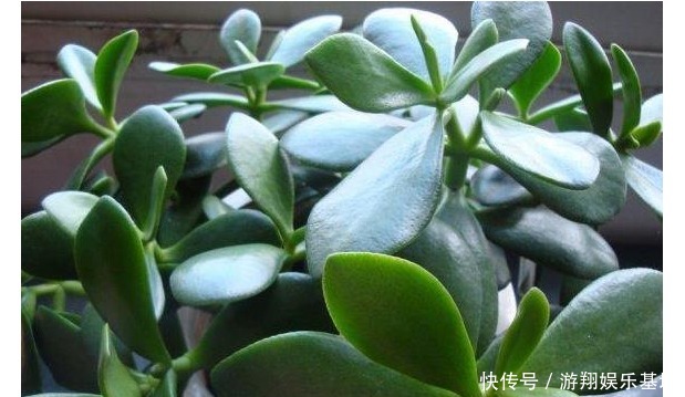 玉树|玉树不开花老花农教你这样养,叶片绿的发亮,花开爆盆!