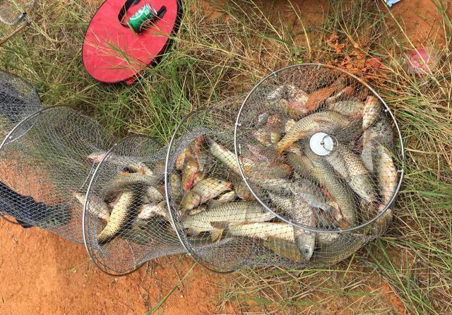 钓位|夏天野钓草鱼全攻略,钓位最重要,饵料岸边就有