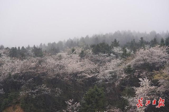 遮天蔽日的山樱花｜图集