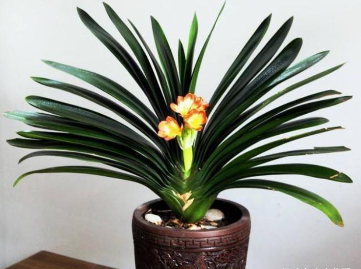 养花|5种“调味品”养花,能杀虫除菌,叶绿花艳,你用过几种?