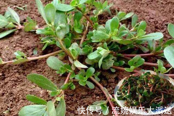皮膚|女性不想得婦科炎癥，常吃此長壽菜，皮膚水嫩，遠離婦科炎癥