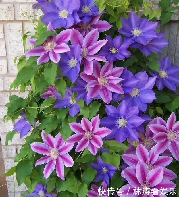 喜欢养花,不如养盆乒乓菊,圆溜溜的乒乓球,特别可爱