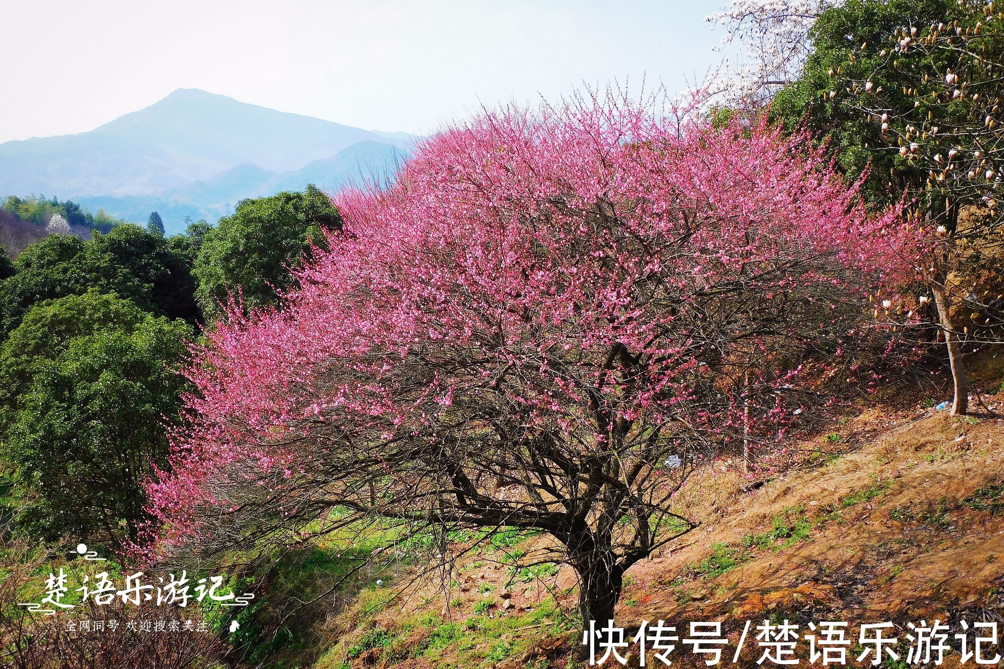 梅花谷|宁波这个古村成为网红村，梅花开时吸引游人无数，桃花盛开更精彩