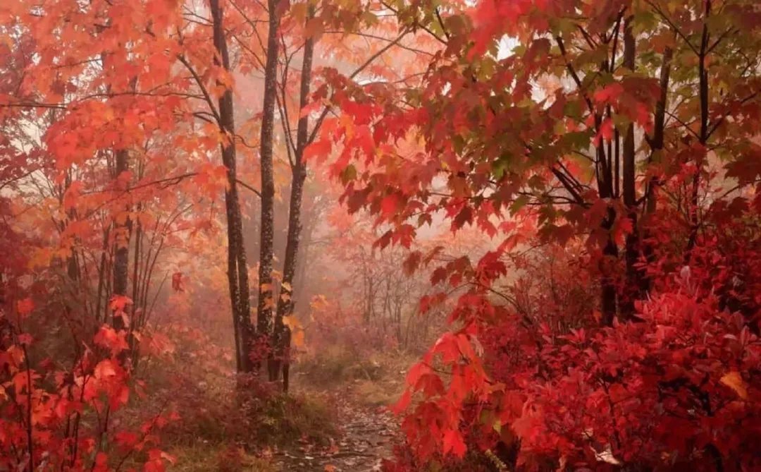 秋风&杜甫一首秋天的诗,字句皆律,誉为“古今七言律第一”