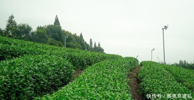 茶树|浙江几处著名的产茶胜地，有的人尽皆知，有的堪称中国最大茶园