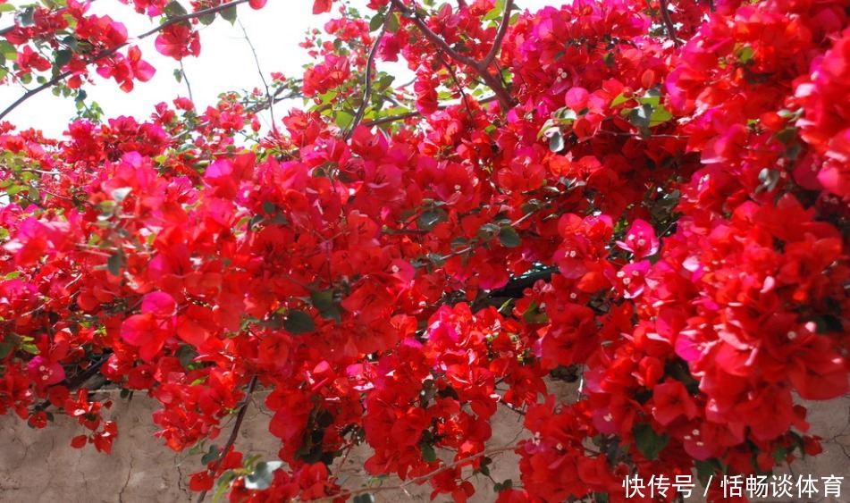 这几种花 长势旺盛,树形好看,阳台变花海