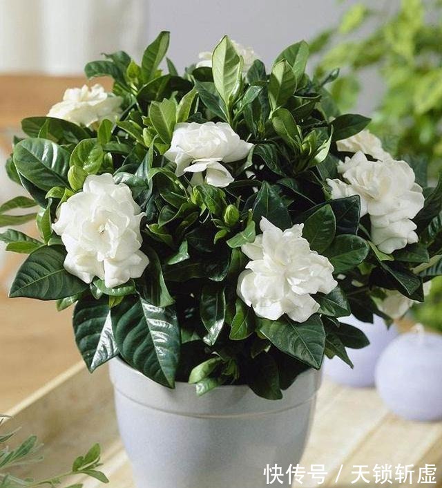 养这些花,给点醋蹭蹭长,好看不黄叶!养这些花,给点醋蹭蹭长,好看不黄叶!
