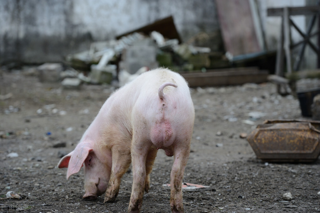 致病|养猪别太依赖兽医了,免疫力才是猪体最好的医生,不要再弄错了!