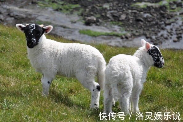 生肖|最佳配对！“属猪人”上上等的婚配是谁婚后幸福美满，事业有成