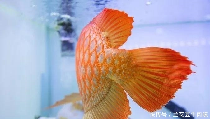 涨姿势 · 龙鱼: 你嫌我丑给我各种整容, 还指望我给你转运? ?