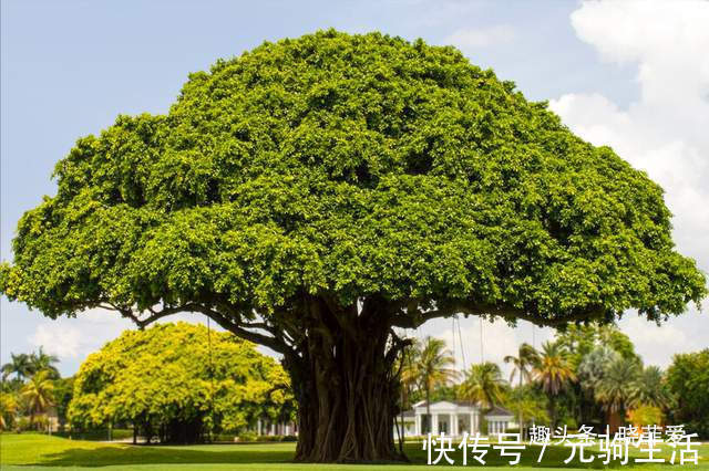 中国传统文化|阳台再小，也能养3种树，小盆就能养，个个都是“传家宝”