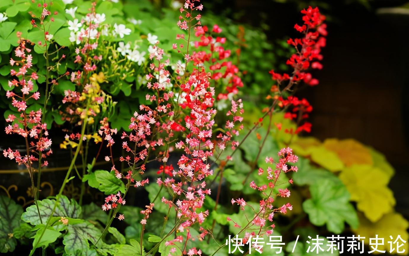 雨雪天冻不死的8种花,越冷越开花,冬天养一盆,喜庆又漂亮