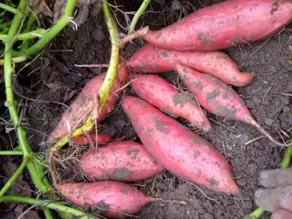 冬天买红薯时,专挑“这3点”,菜农一看是懂行的,不敢糊弄你