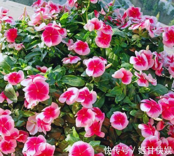 养花就养5种花,好养易活花量大,开花爆盆很漂亮,谁养谁上瘾