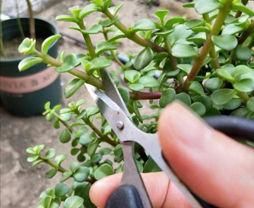 旺盛|养金枝玉叶盆景,要舍得修剪枝条,株型才能越来越美观