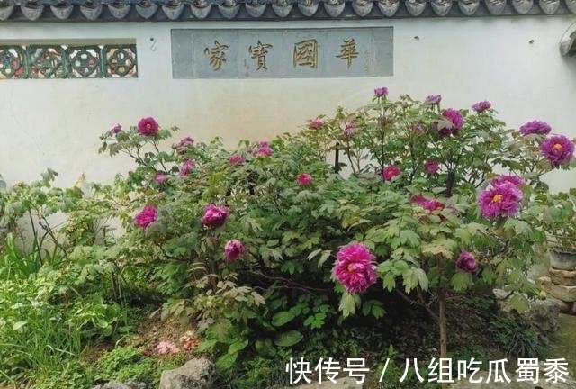 这6种花的寿命很长,养成“老桩”后,价值大增,越老“越值钱”