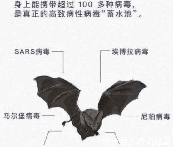 蝙蝠肉能吃嗎?其實貝爺在十一年前就告訴我們了,一起來看看吧