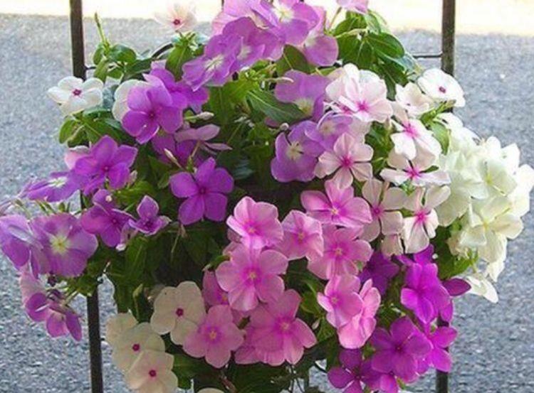 适合现在入手的花朵,耐干旱,超适合懒人养,夏天开花不断