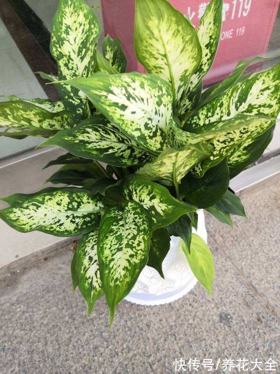 5种花赏赏就罢了,可别养在家里,养出一身毛病可不值