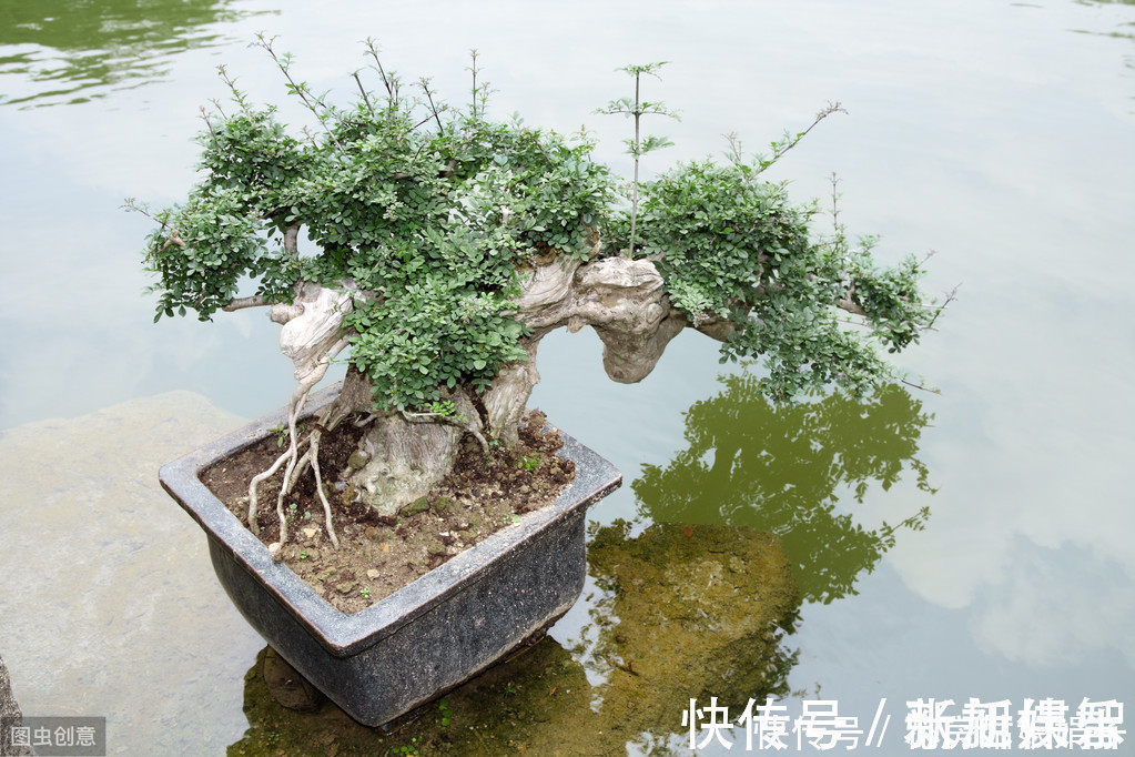 盆景|树木盆景是怎么矮化的?8个方法助你的盆景成为“活着的艺术”
