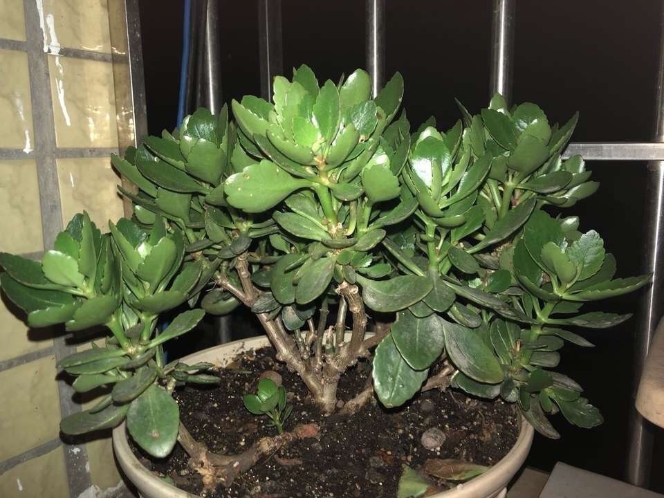 老桩|这花10块钱买一盆,养2年变老桩,叶子密、开花旺,每家都有