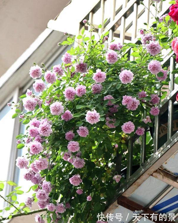 阳台上|3种“小爬藤”花，剪个枝条插一棵，爬满阳台开满花，美得不像话