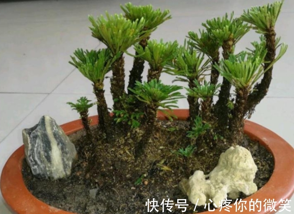 山上3种“植物”,做成小盆景,趣味盎然,观赏性强