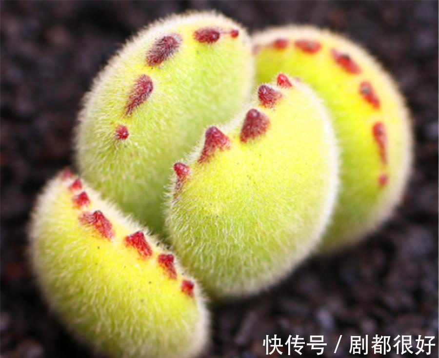 新手|新手夏季养多肉，3件事情最容易做过头，难怪褪色黑腐还落叶