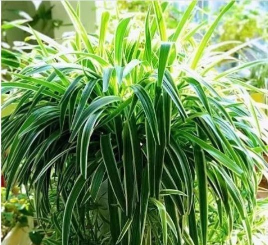 养花换盆时,多“加”1物,花卉“10年”不烂根,叶子绿,开花多