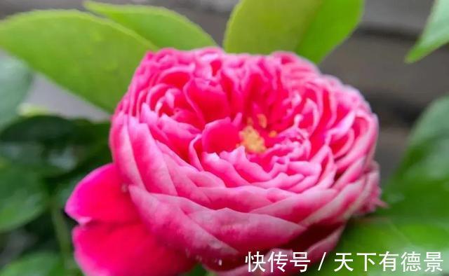 阳台上|养月季多年,筛选出8种灌木月季,适合阳台栽培,开花能力好