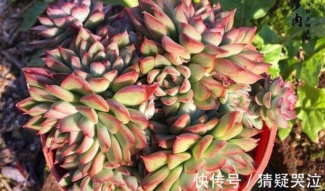 多肉植物中的爆盆之王女雏,人称小荷花,出了状态美得令人陶醉