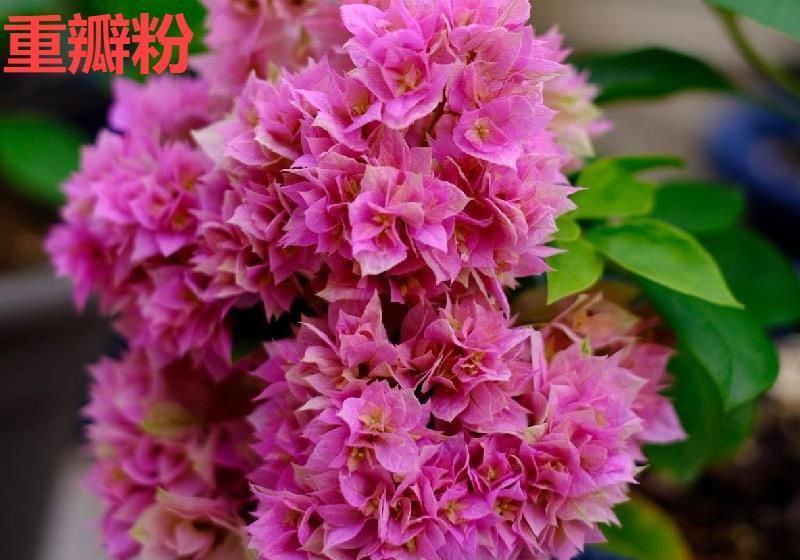 不怕晒的花,晒得越狠,花苞越多