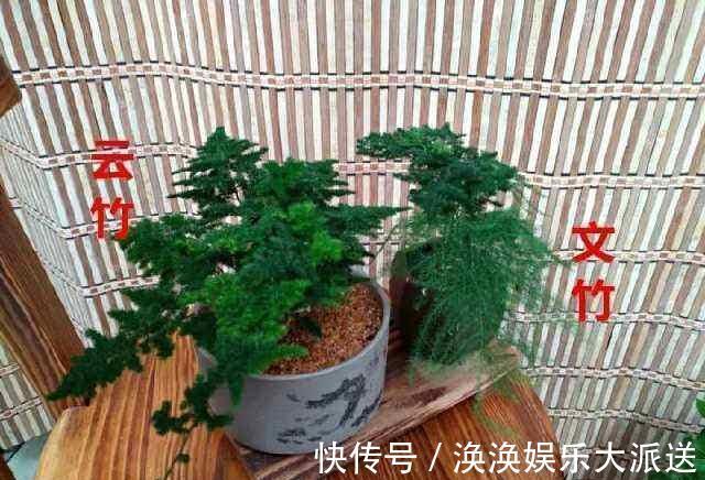 观赏性|文竹的孪生兄弟“云竹”，这样区别养护，别受骗了